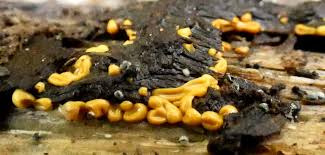 Attēlu rezultāti vaicājumam “Physarum licheniforme macro”