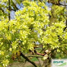 Attēlu rezultāti vaicājumam “Acer platanoides flower”