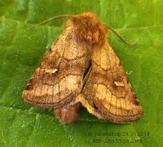 Attēlu rezultāti vaicājumam “Eriopygodes imbecilla”