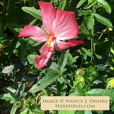 Image result for Abelmoschus moschatus