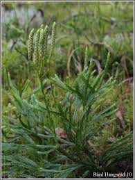 Attēlu rezultāti vaicājumam “Diphasium complanatum”