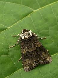 Attēlu rezultāti vaicājumam “Craniophora ligustri imago”