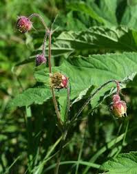 Attēlu rezultāti vaicājumam “Galium rivale flower”