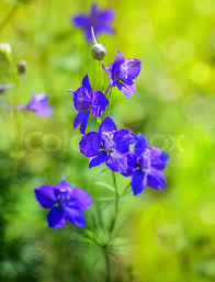 Attēlu rezultāti vaicājumam “Consolida regalis flower”