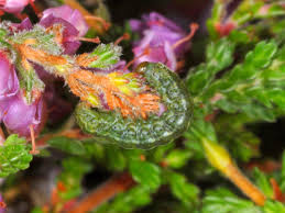 Attēlu rezultāti vaicājumam “Anarta myrtilli larva”