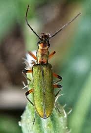 Attēlu rezultāti vaicājumam “Chrysanthia geniculata”