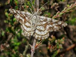 Attēlu rezultāti vaicājumam “Ematurga atomaria”