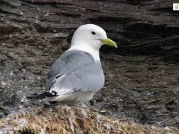 Image result for Rissa tridactyla