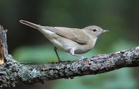 Attēlu rezultāti vaicājumam “Sylvia borin adult”