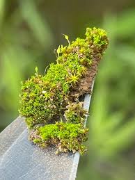 Attēlu rezultāti vaicājumam “Gymnostomum calcareum”