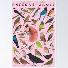 Attēlu rezultāti vaicājumam “Passeriformes”