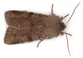 Attēlu rezultāti vaicājumam “Orthosia incerta”