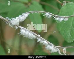 Attēlu rezultāti vaicājumam “Prociphilus xylostei”