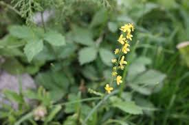 Attēlu rezultāti vaicājumam “Agrimonia pilosa flower”