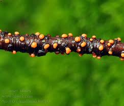 Attēlu rezultāti vaicājumam “Nectria cinnabarina”