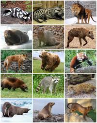 Attēlu rezultāti vaicājumam “Carnivora”