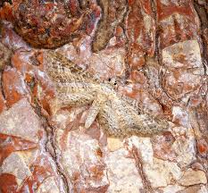 Attēlu rezultāti vaicājumam “Eupithecia subumbrata”