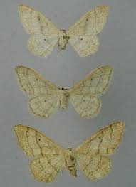 Attēlu rezultāti vaicājumam “Idaea straminata”