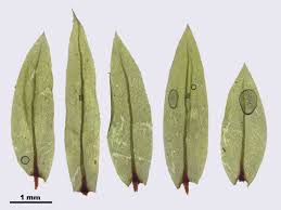 Attēlu rezultāti vaicājumam “Pohlia cruda”