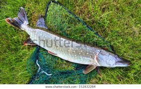 Attēlu rezultāti vaicājumam “Esox lucius”