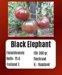 Afbeeldingsresultaat voor black elephant tomato