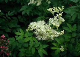 Image result for Filipendula vulgaris