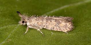 Attēlu rezultāti vaicājumam “Ypsolophidae”