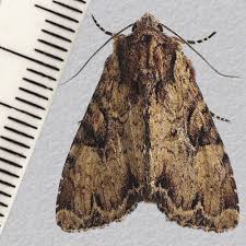 Attēlu rezultāti vaicājumam “Apamea epomidion”