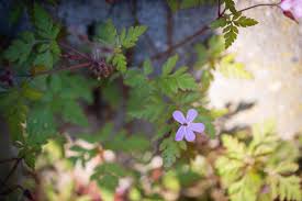Attēlu rezultāti vaicājumam “Geranium robertianum”