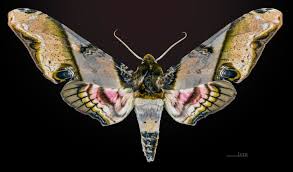 Attēlu rezultāti vaicājumam “Blepharidopterus angulatus imago”