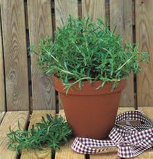 Image result for Bohnenkraut