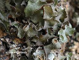 Attēlu rezultāti vaicājumam “Pleurosticta acetabulum”