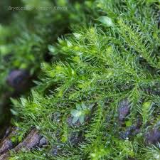 Attēlu rezultāti vaicājumam “Blepharostoma trichophyllum sporophyte”