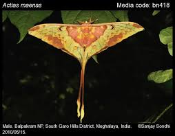 Attēlu rezultāti vaicājumam “Saturniidae”