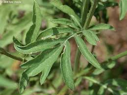 Image result for Ratibida columnifera