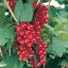 Attēlu rezultāti vaicājumam “Ribes rubrum fruit”