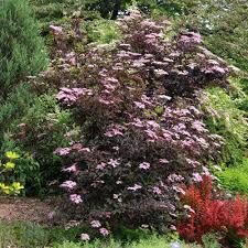 Attēlu rezultāti vaicājumam “Sambucus nigra”