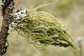 Attēlu rezultāti vaicājumam “Usnea hirta”