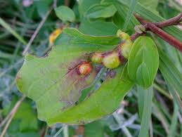 Attēlu rezultāti vaicājumam “Bayeriola thymicola”