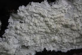 Attēlu rezultāti vaicājumam “Antrodia albida”