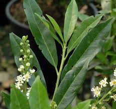 Attēlu rezultāti vaicājumam “Oenothera rubricauli leaf”