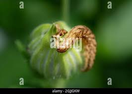 Attēlu rezultāti vaicājumam “Noctua fimbriata larva”
