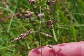 Attēlu rezultāti vaicājumam “Poa humilis”