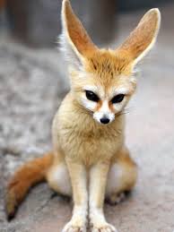 Attēlu rezultāti vaicājumam “Vulpes zerda”