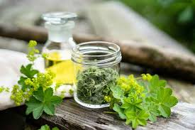 Image result for Frauenmantel