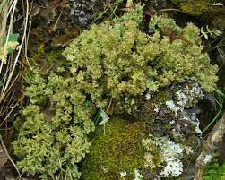Attēlu rezultāti vaicājumam “Cladonia norvegica”