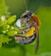 Attēlu rezultāti vaicājumam “Andrena haemorrhoa female”