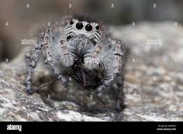 Attēlu rezultāti vaicājumam “Aelurillus v-insignitus”