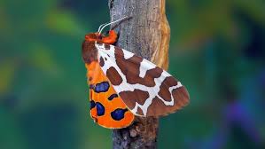 Attēlu rezultāti vaicājumam “Arctia caja”