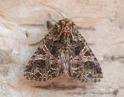 Attēlu rezultāti vaicājumam “Hadena rivularis”